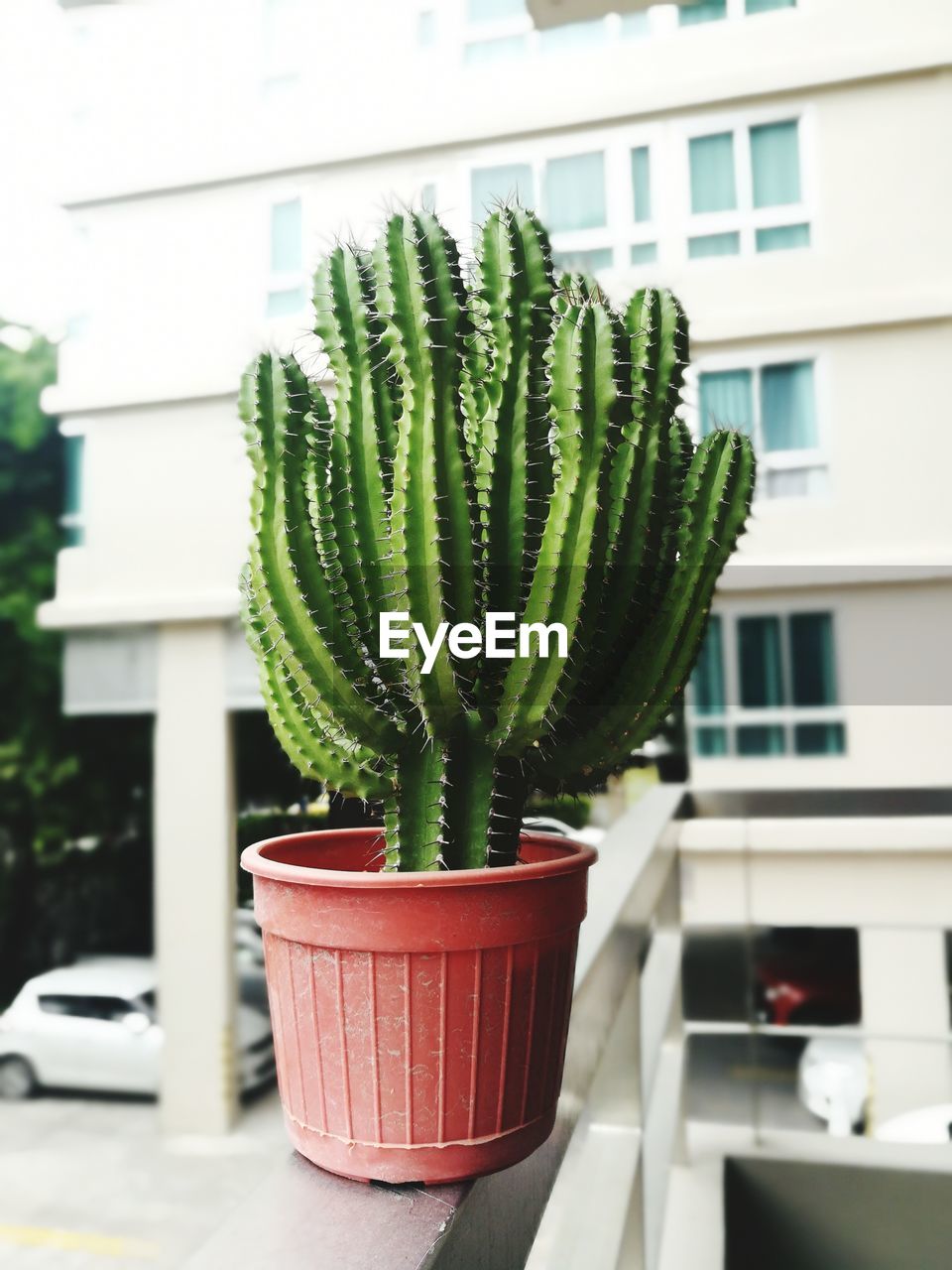 CLOSE-UP OF POTTED CACTUS PLANT