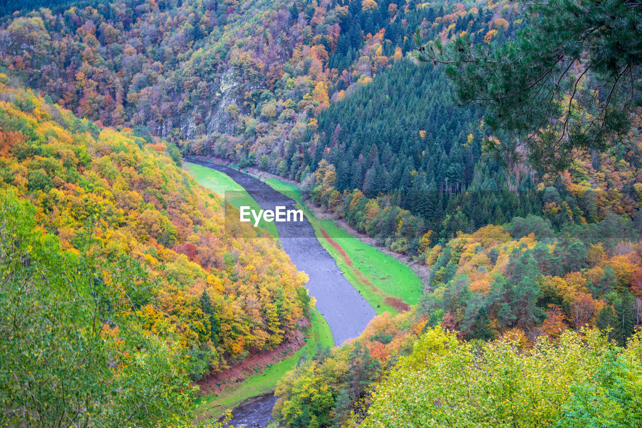 Scenic view of forest during autumn