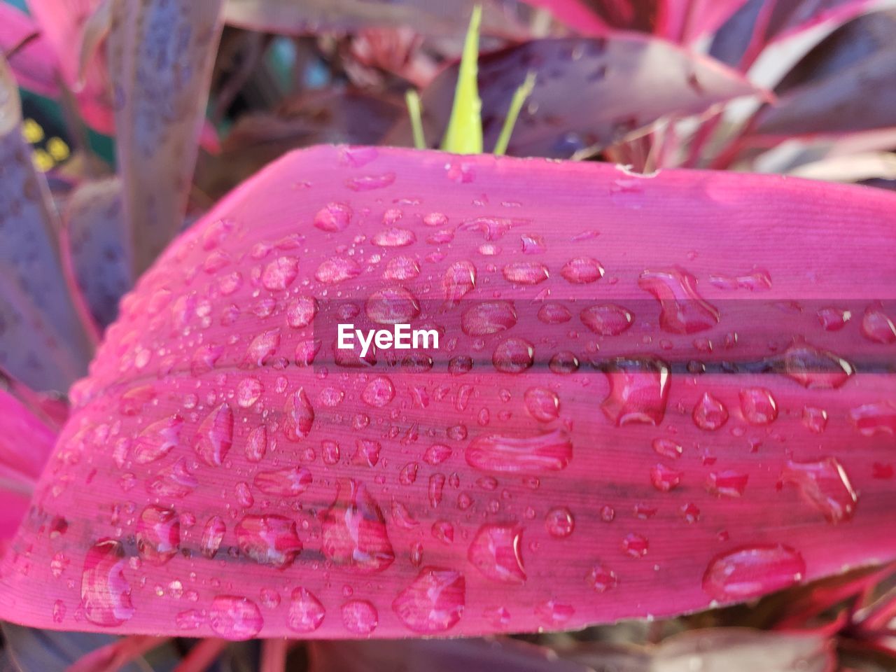 CLOSE-UP OF WATER DROPS ON PINK ROSE