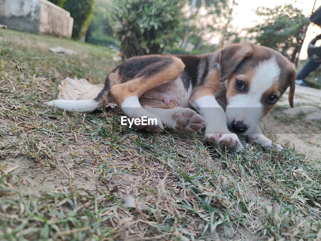 pet, dog, animal themes, mammal, animal, domestic animals, canine, one animal, beagle, relaxation, plant, grass, no people, lying down, nature, american foxhound, resting, young animal, carnivore, day, estonian hound, puppy, hound, treeing walker coonhound, outdoors