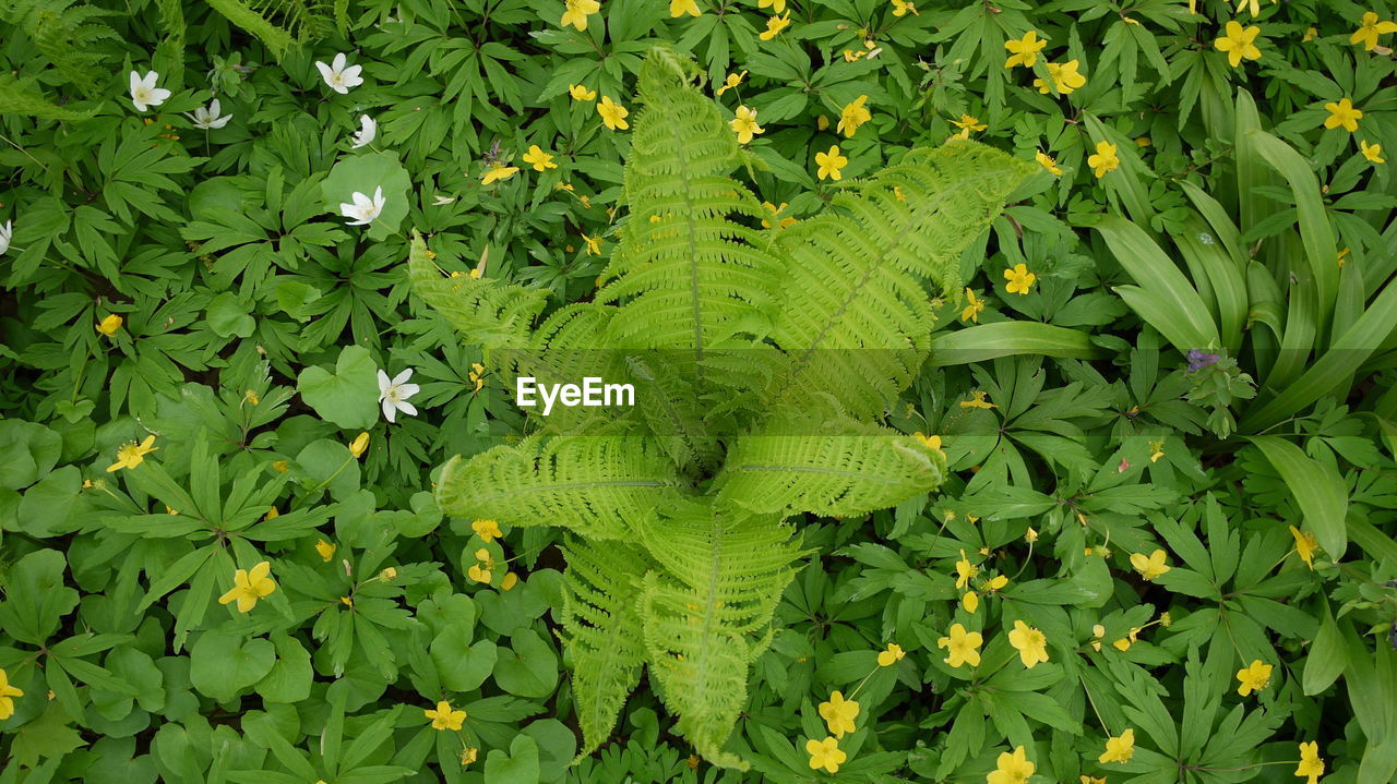 Full frame shot of leaves