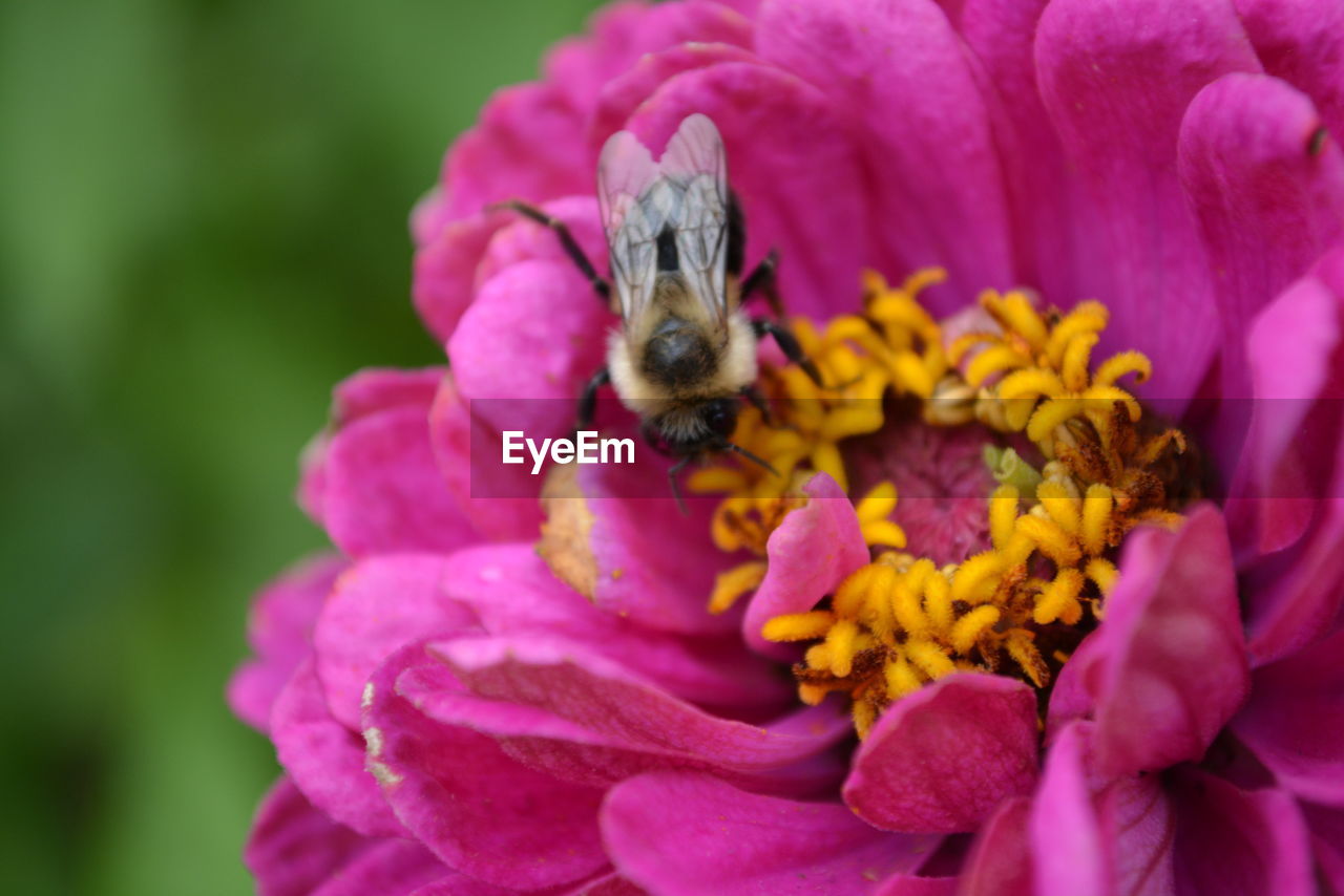 Close-up of bee on pink flower