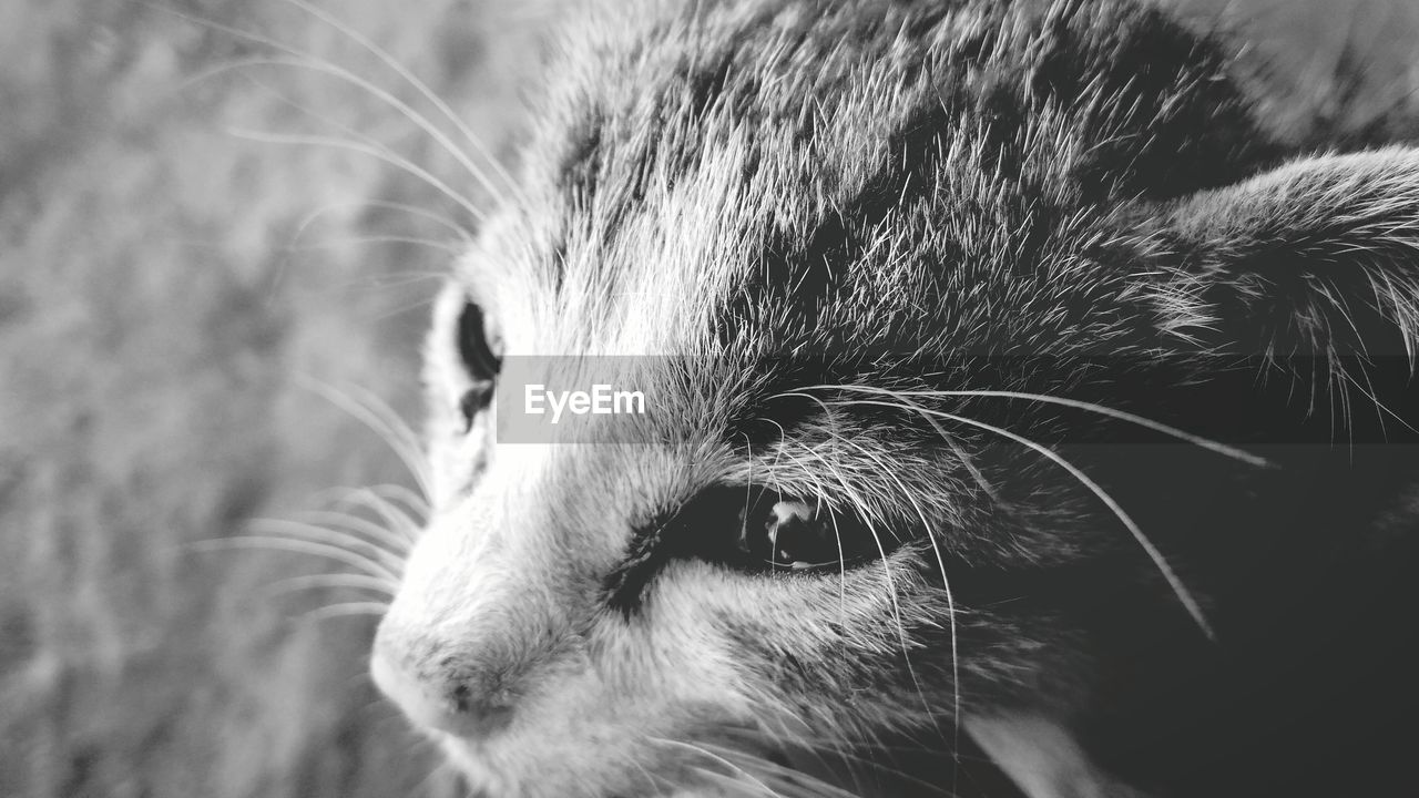 Close-up of a cat looking away