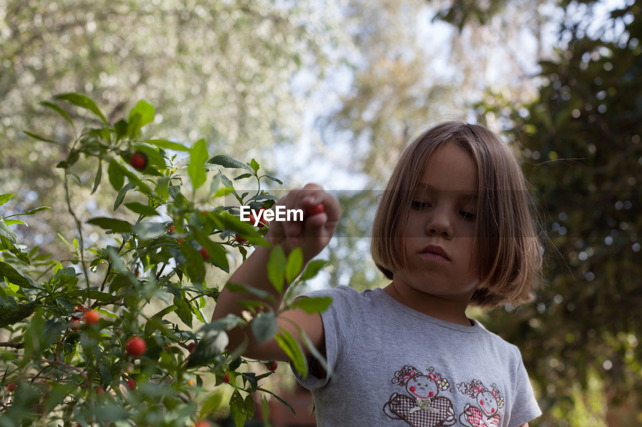 Attentive little girl with blond hair picking ripe red berries from bush while standing in garden on sunny day
