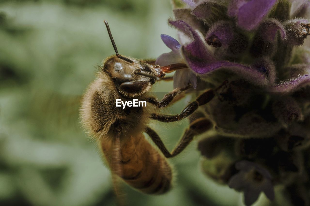 Close-up of bee pollinating on flower