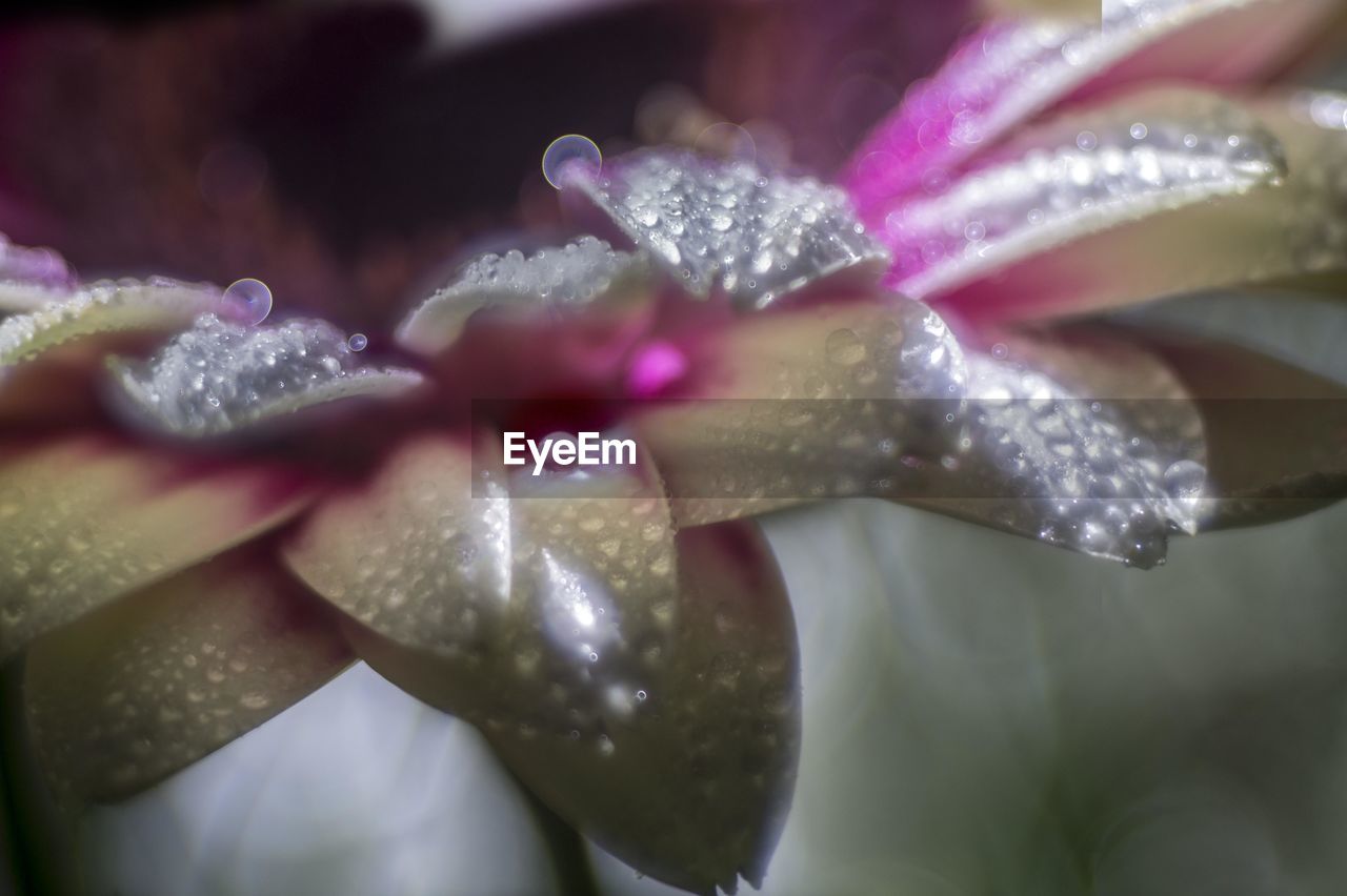 CLOSE-UP OF RAINDROPS ON PINK ROSE