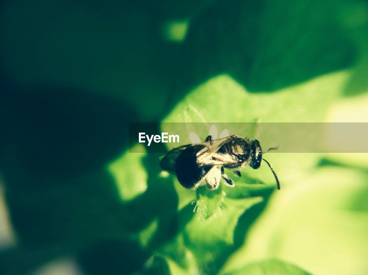 Close-up of insect on leaf