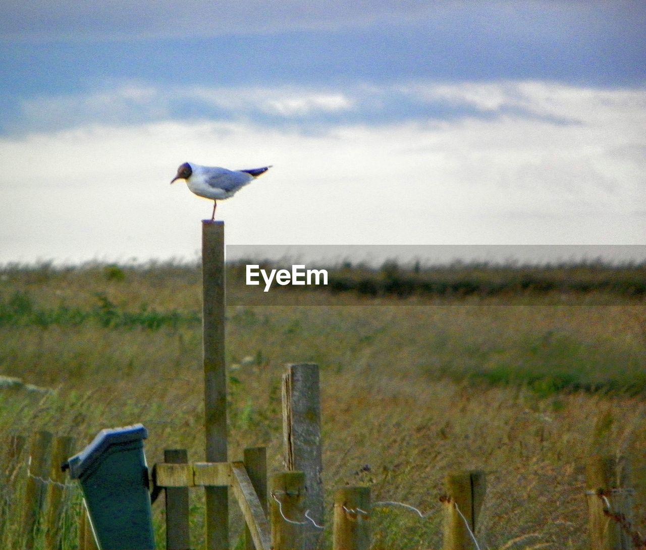 BIRDS ON GRASSY FIELD