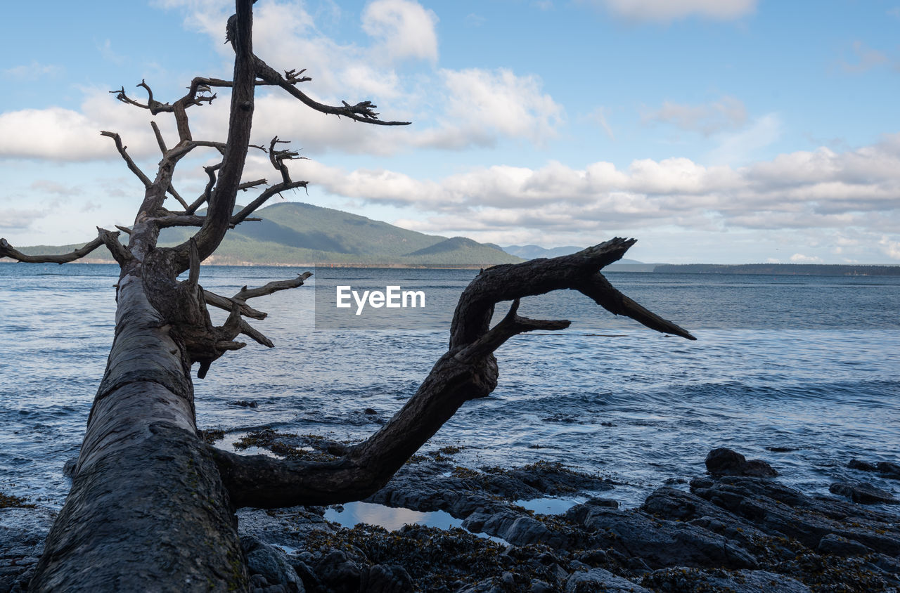 Driftwood on beach against sky