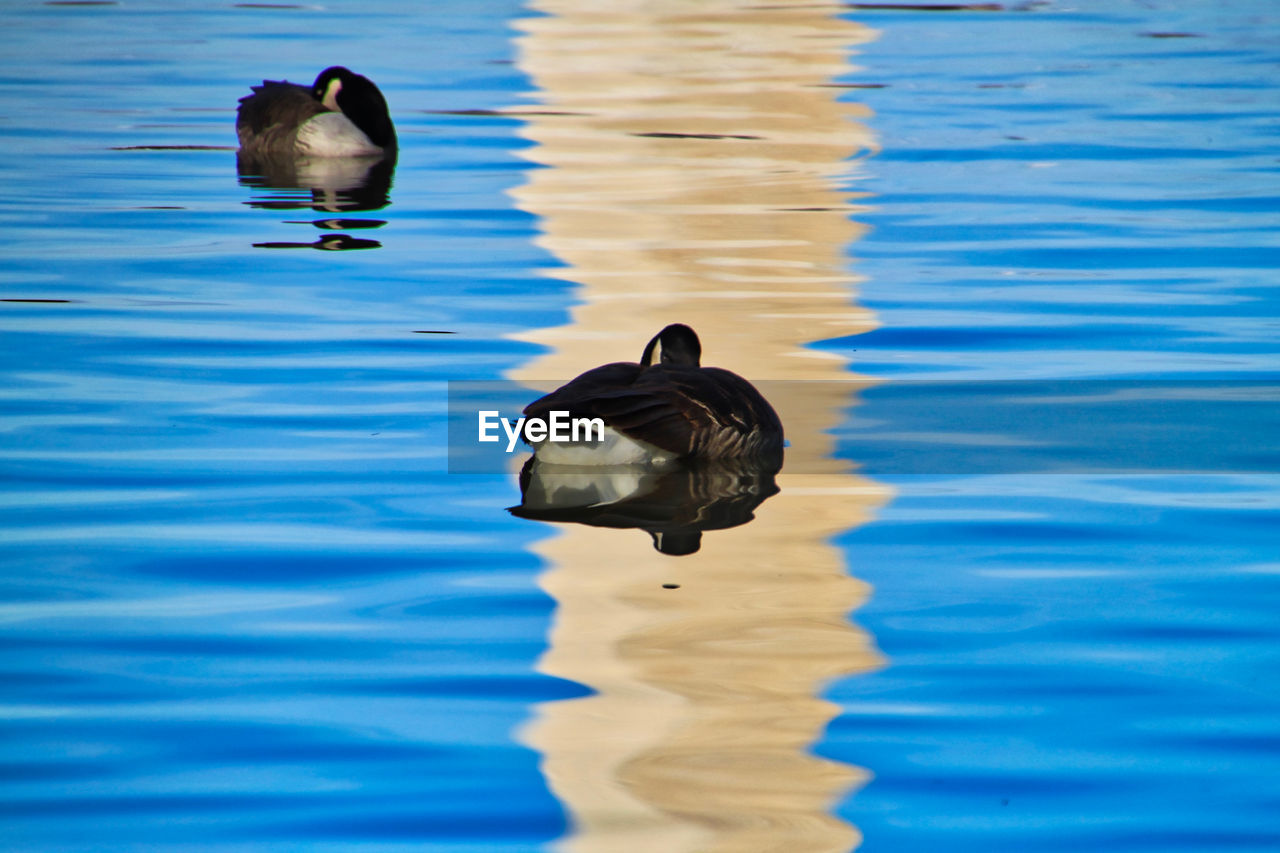 DUCK SWIMMING ON LAKE