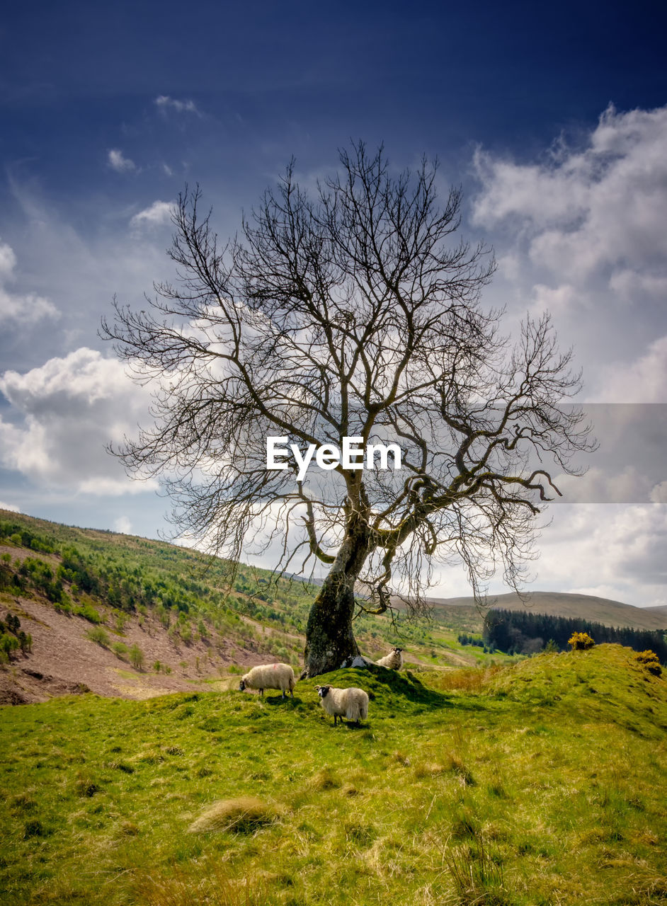 BARE TREE ON FIELD