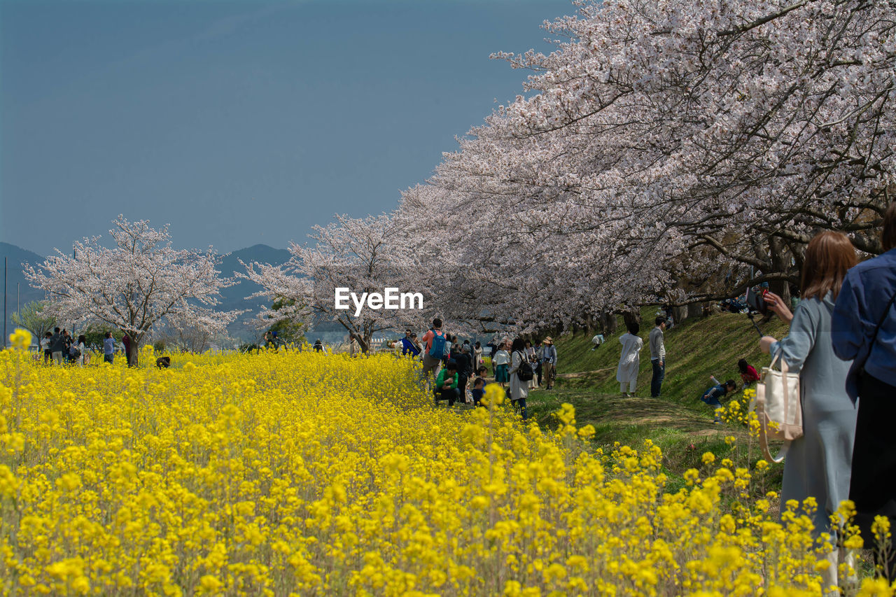 HIGH ANGLE VIEW OF PEOPLE AND YELLOW FLOWERS ON CHERRY BLOSSOM