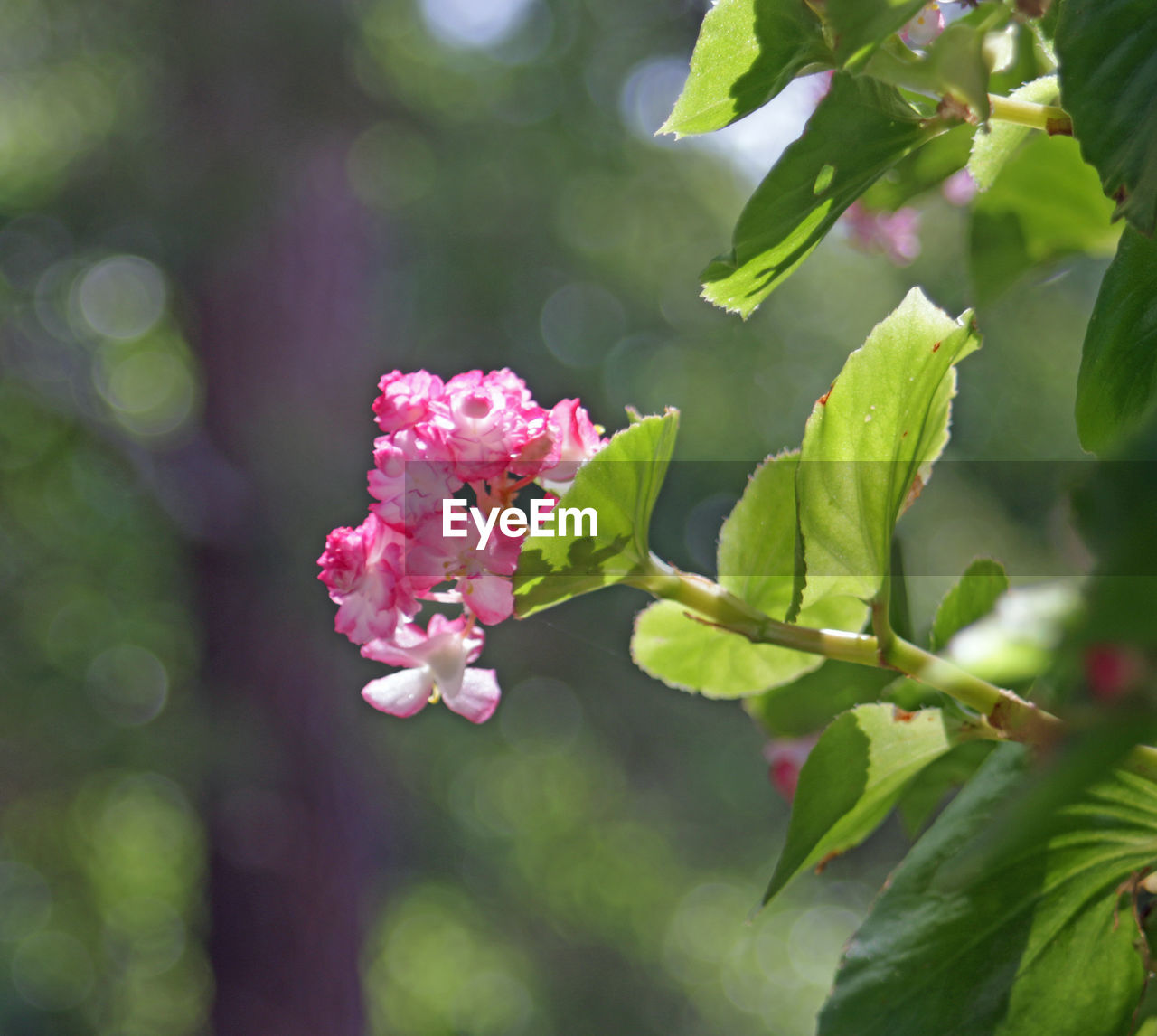 CLOSE-UP OF PINK FLOWERS BLOOMING