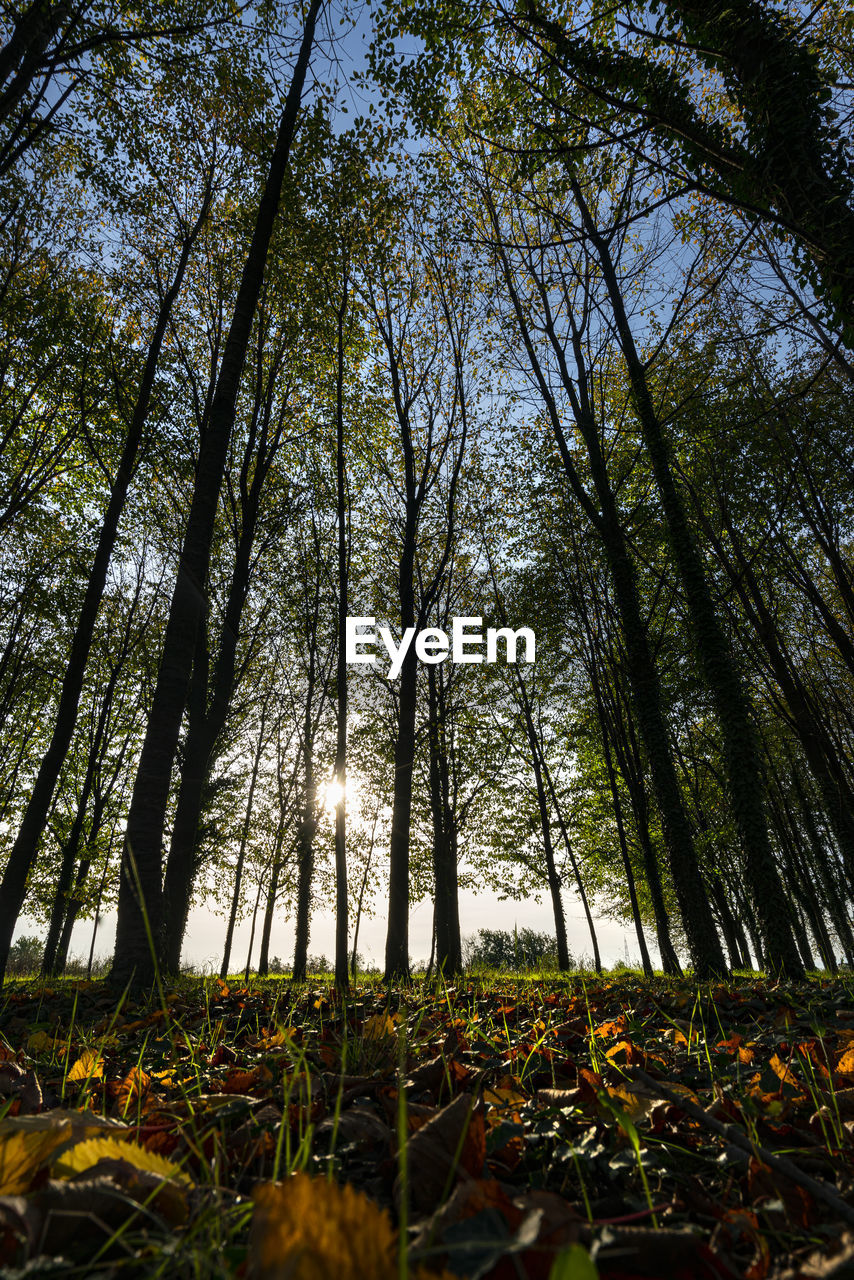 View of the undergrowth of a poplar grove in autumn at sunset