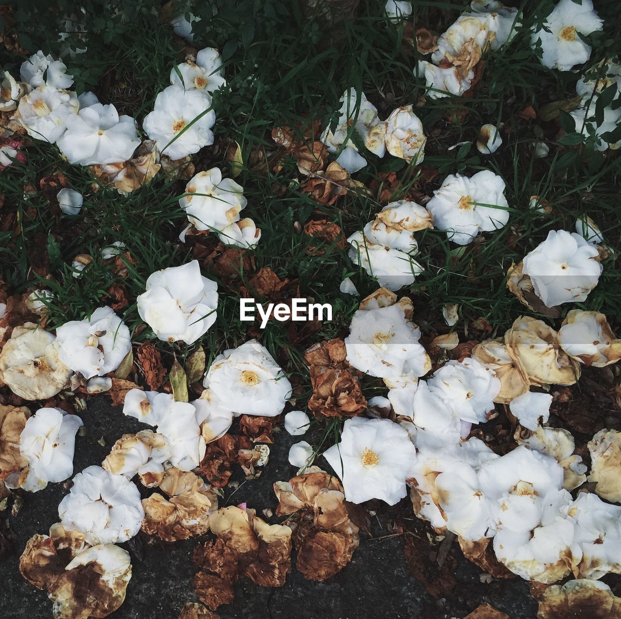 CLOSE-UP OF WHITE FLOWERS BLOOMING