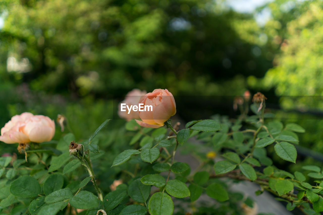 CLOSE-UP OF FLOWER BLOOMING