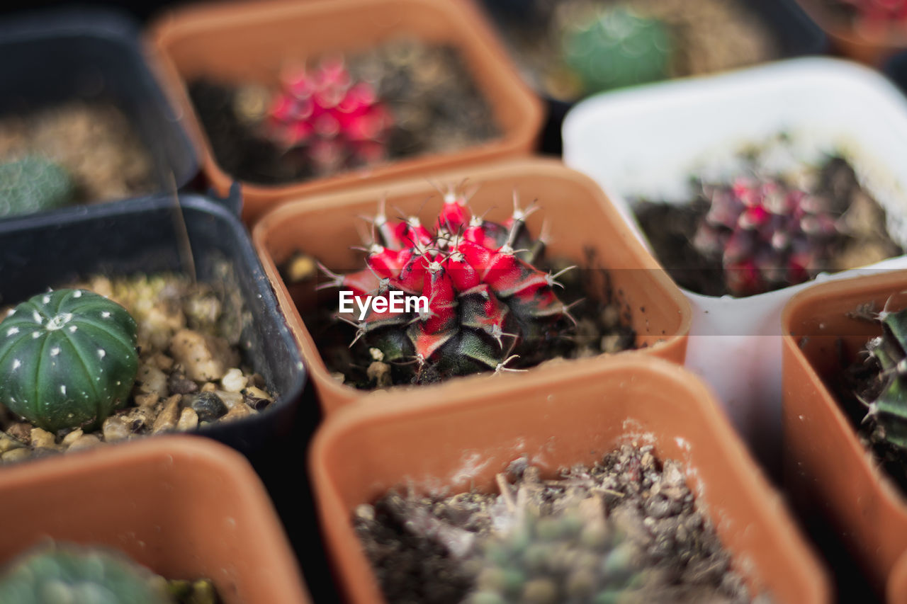 High angle view of potted plants for sale at market stall