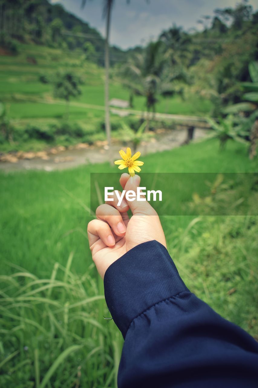 plant, green, grass, hand, one person, nature, yellow, tree, landscape, adult, land, field, growth, beauty in nature, holding, flower, rural scene, focus on foreground, day, agriculture, leaf, outdoors, environment, flowering plant, sky, personal perspective, freshness, lawn, women, close-up, lifestyles, crop, meadow, leisure activity, limb