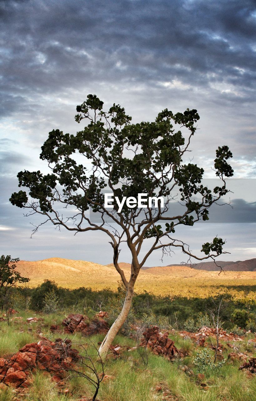 TREES ON FIELD AGAINST CLOUDY SKY