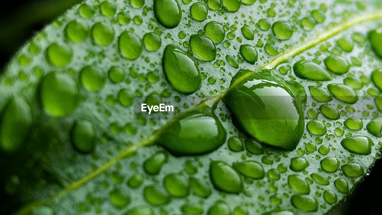 Close-up of raindrops on leaf