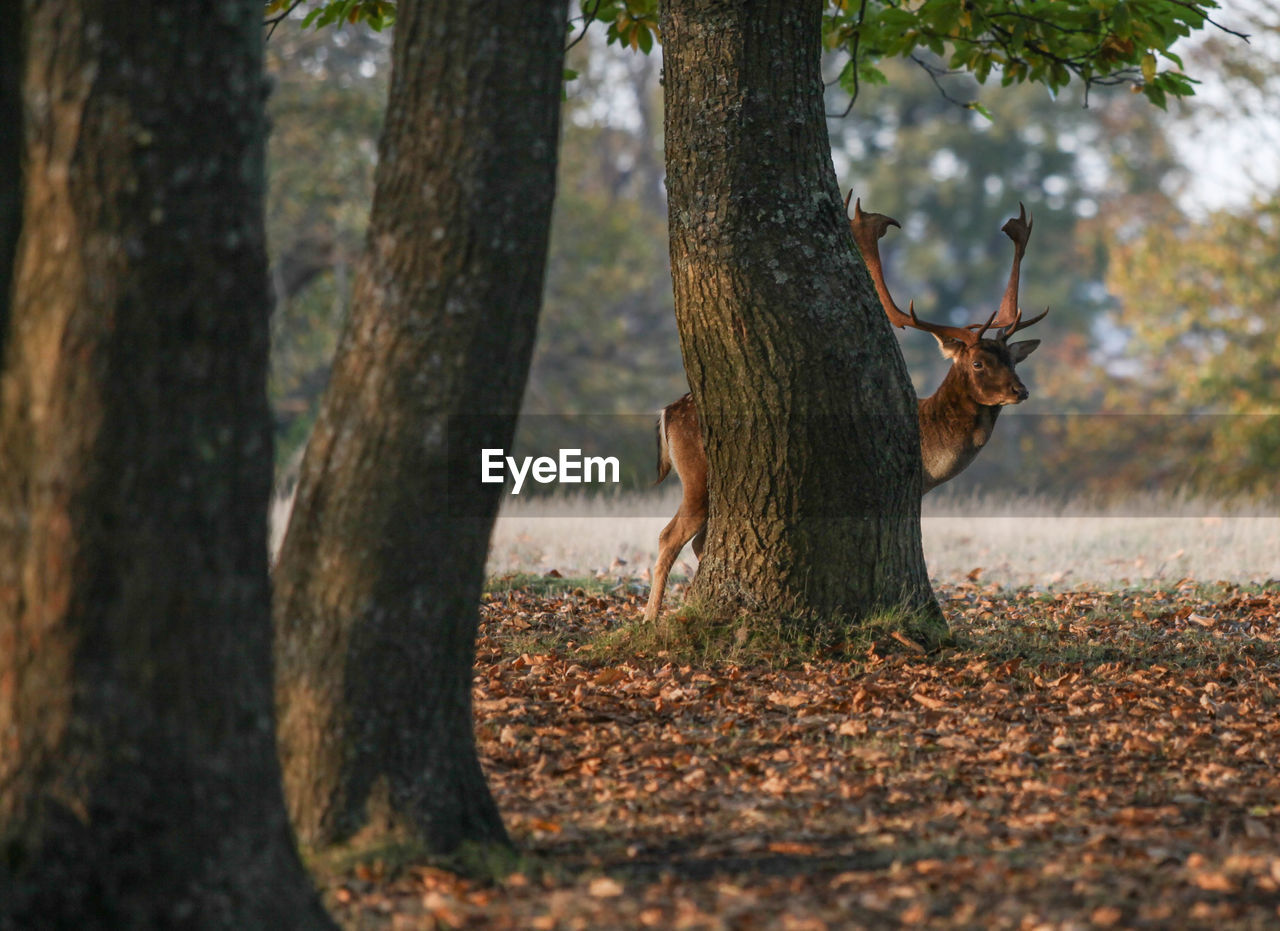 Deer standing behind tree at knole park