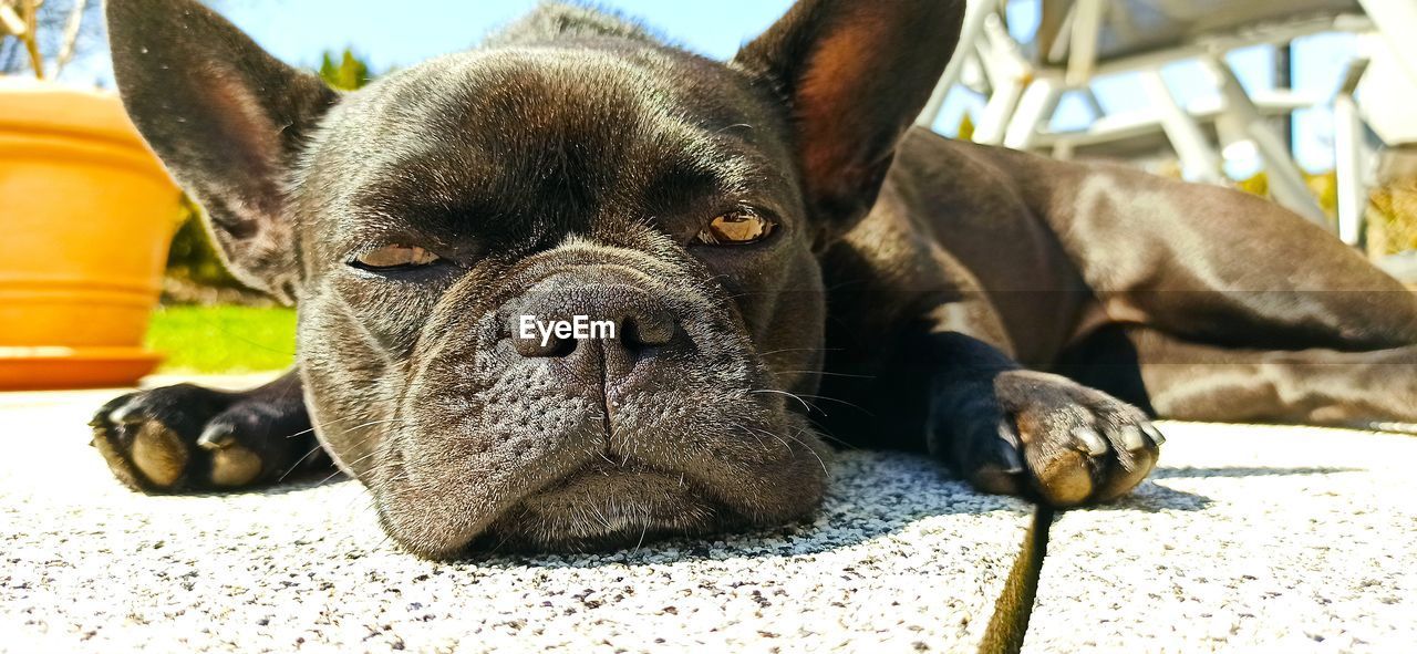 PORTRAIT OF DOG LYING DOWN