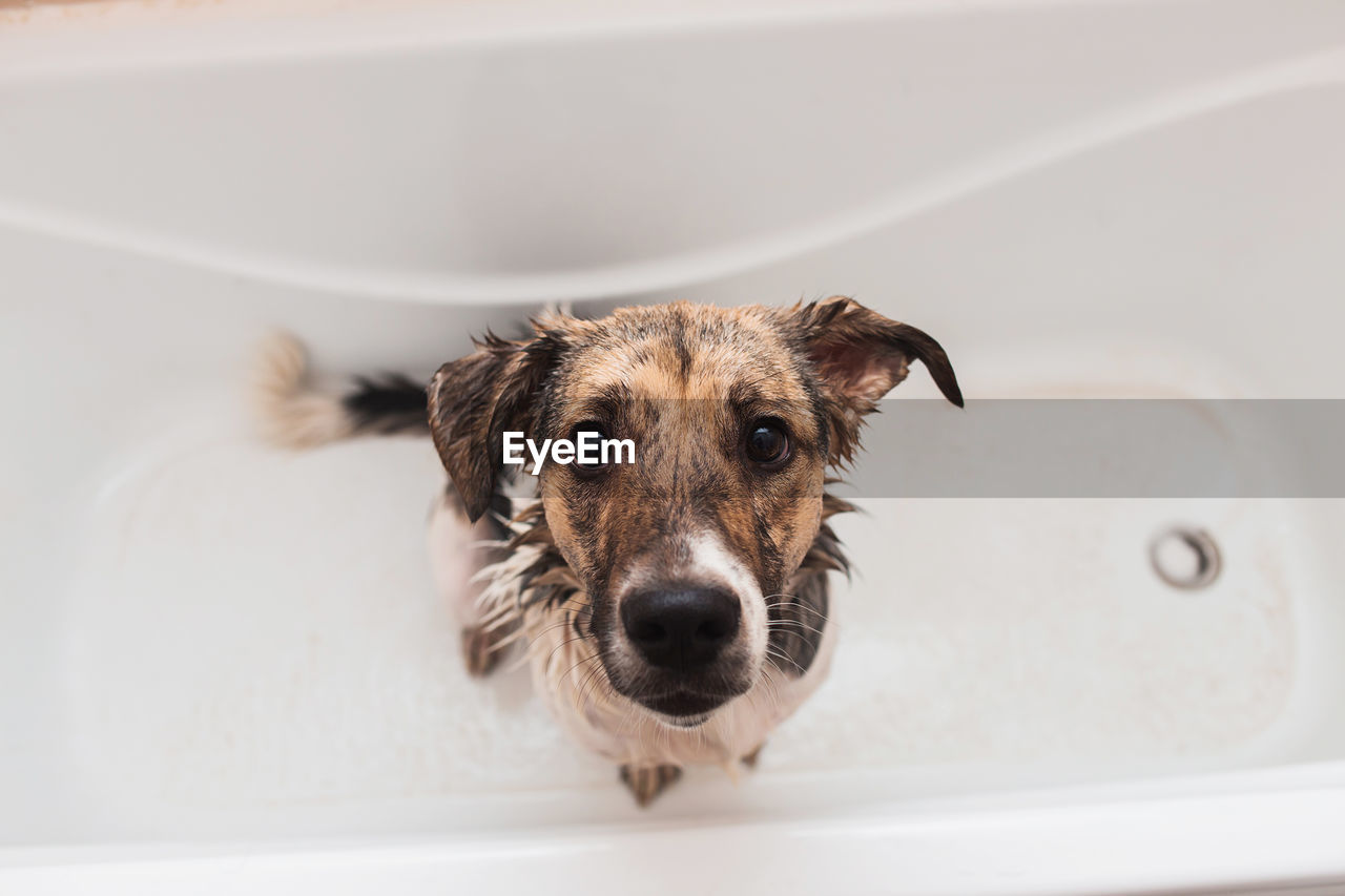 PORTRAIT OF DOG IN BATHROOM