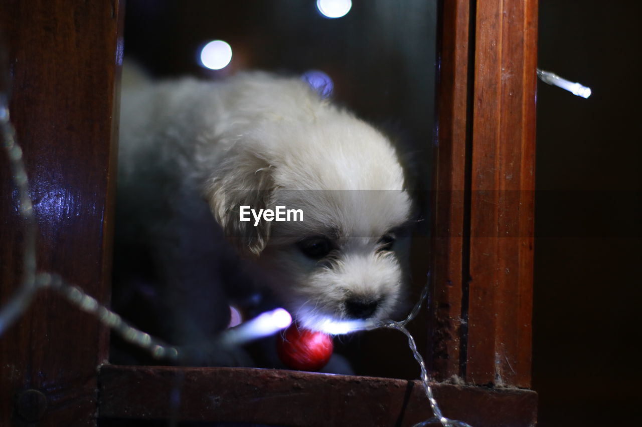 Close-up of puppy