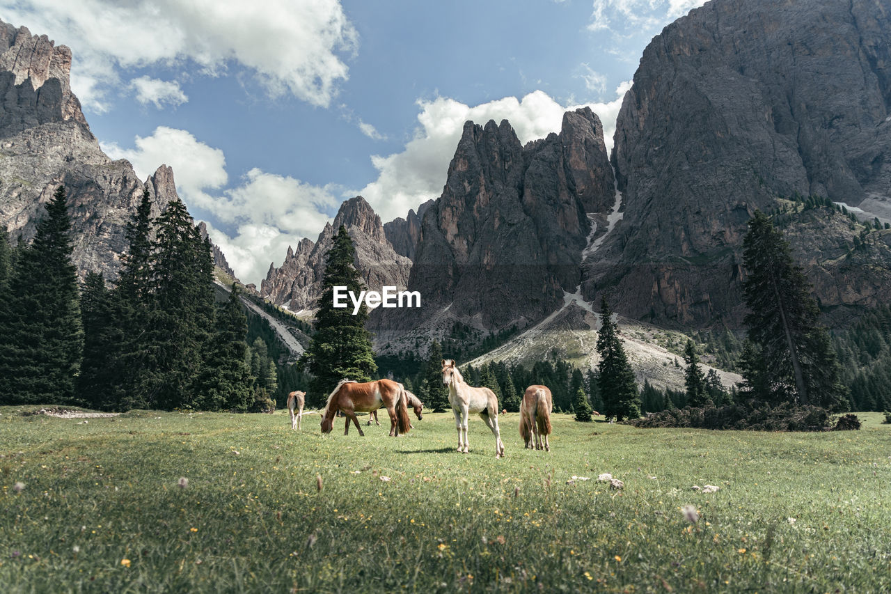 Horses grazing against mountains