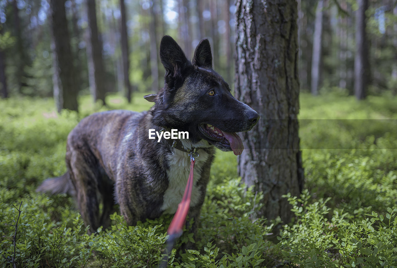 Dog in a forest