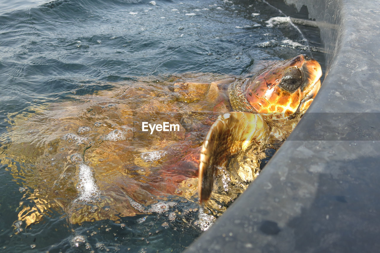 HIGH ANGLE VIEW OF FISH SWIMMING