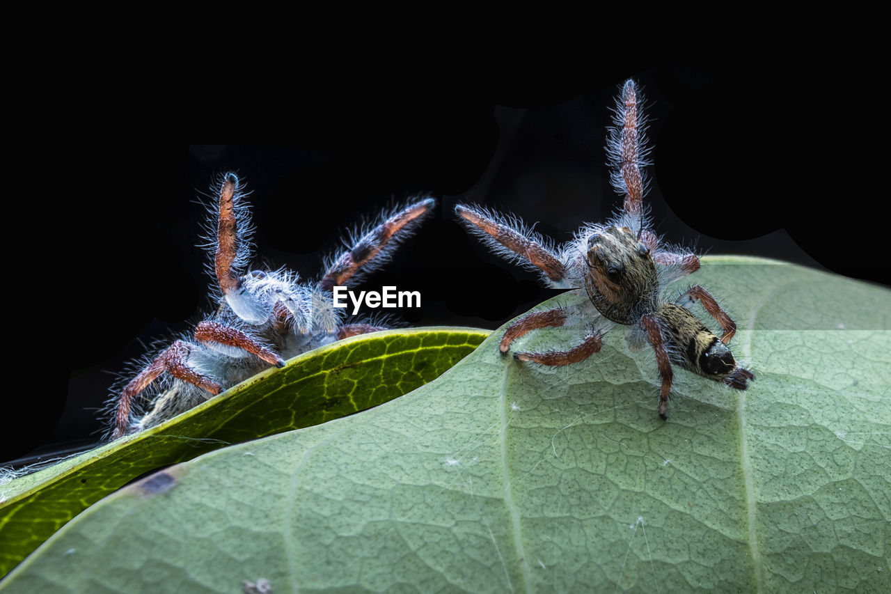 CLOSE-UP OF SPIDER ON PLANT