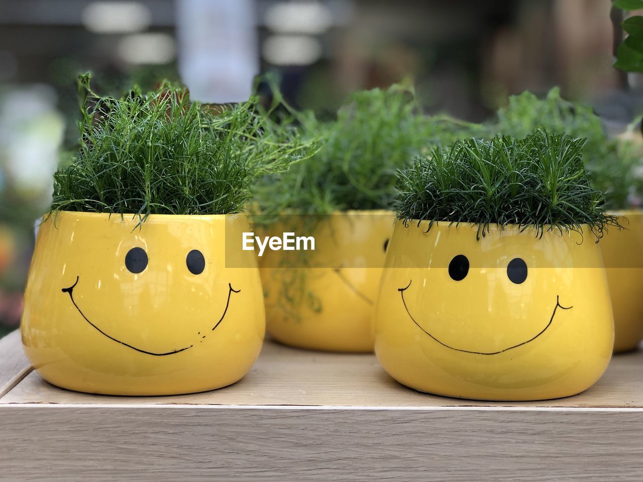 Close-up of small flower pots on  the table 