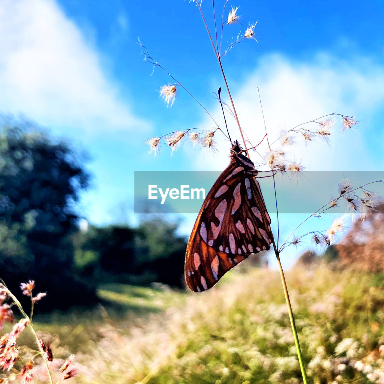 butterfly, nature, plant, sky, moths and butterflies, beauty in nature, flower, animal wing, insect, animal, grass, no people, leaf, cloud, animal themes, outdoors, meadow, animal wildlife, flowering plant, day, environment, focus on foreground, landscape, summer, multi colored, flying, blue, monarch butterfly, wildlife, land, fragility, sunlight, tranquility, tree, springtime, close-up