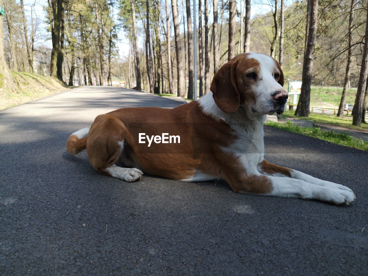 DOG SITTING ON ROAD BY TREES