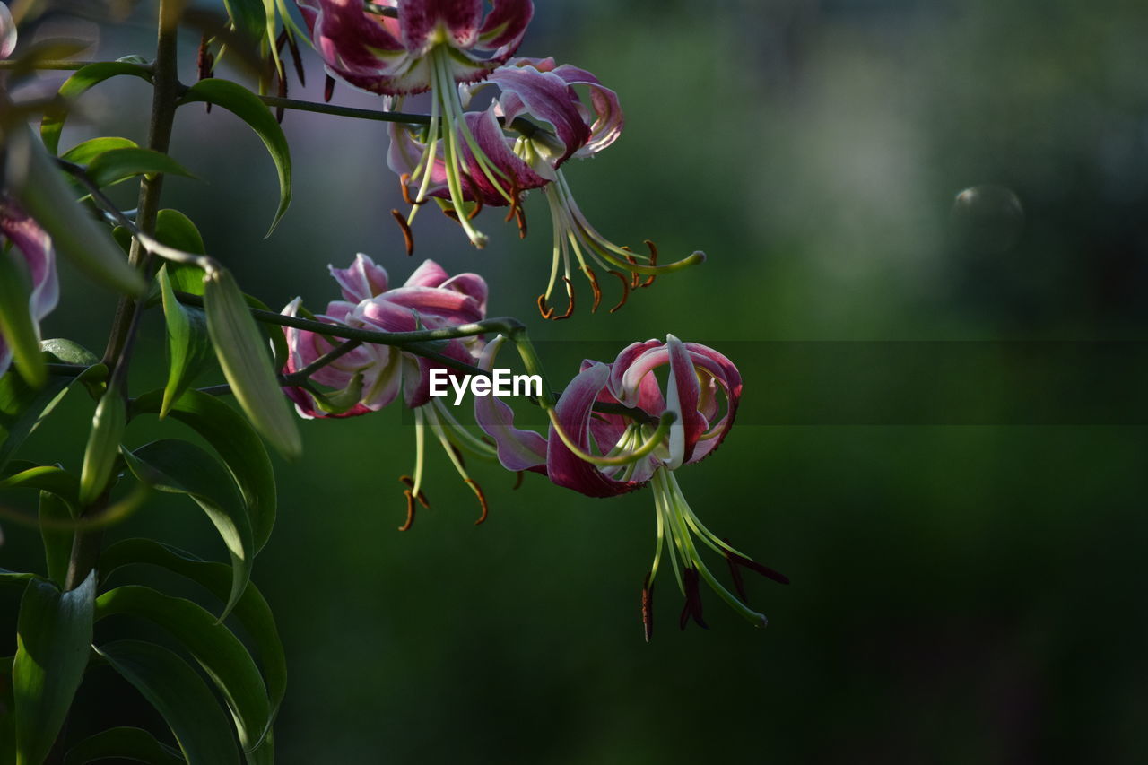 Close-up of purple flowering plant