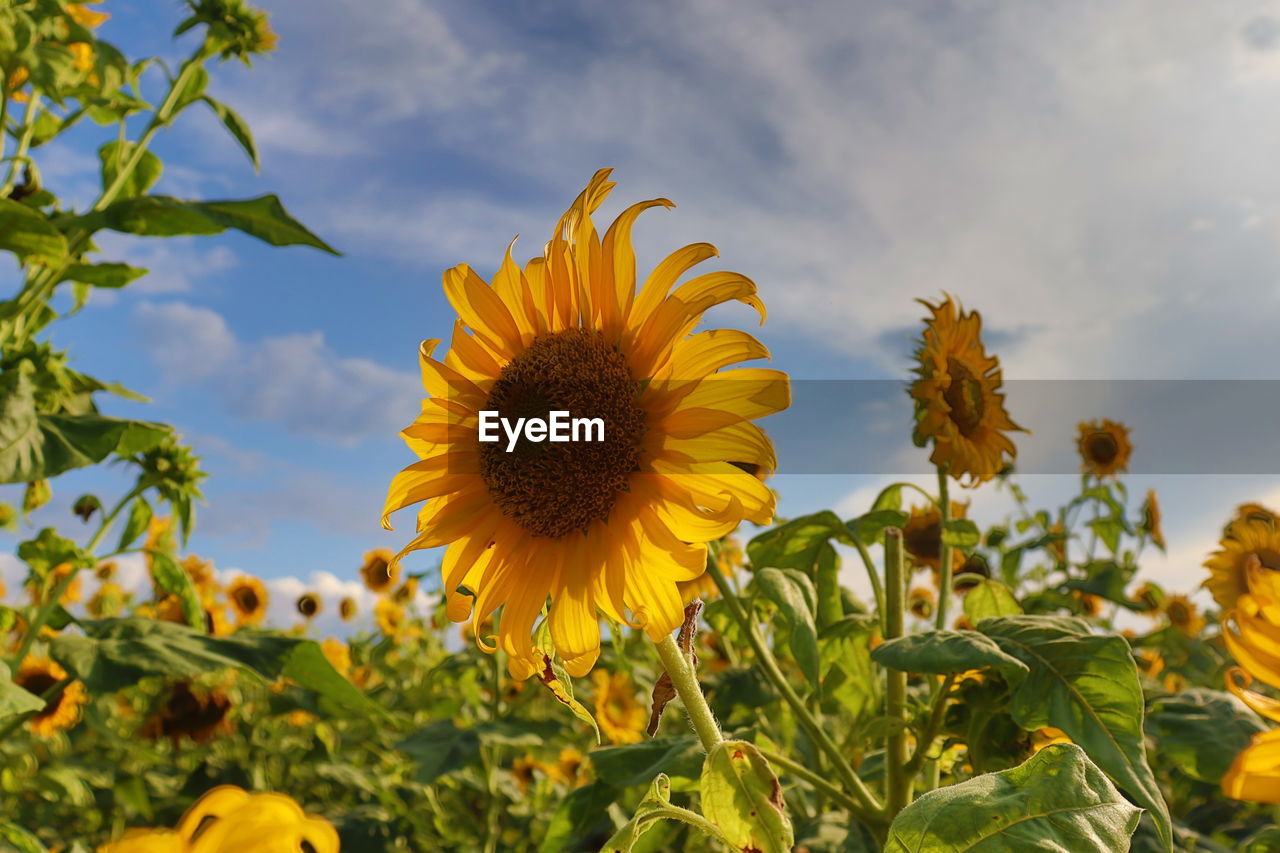 Close-up of sunflower on field against sky