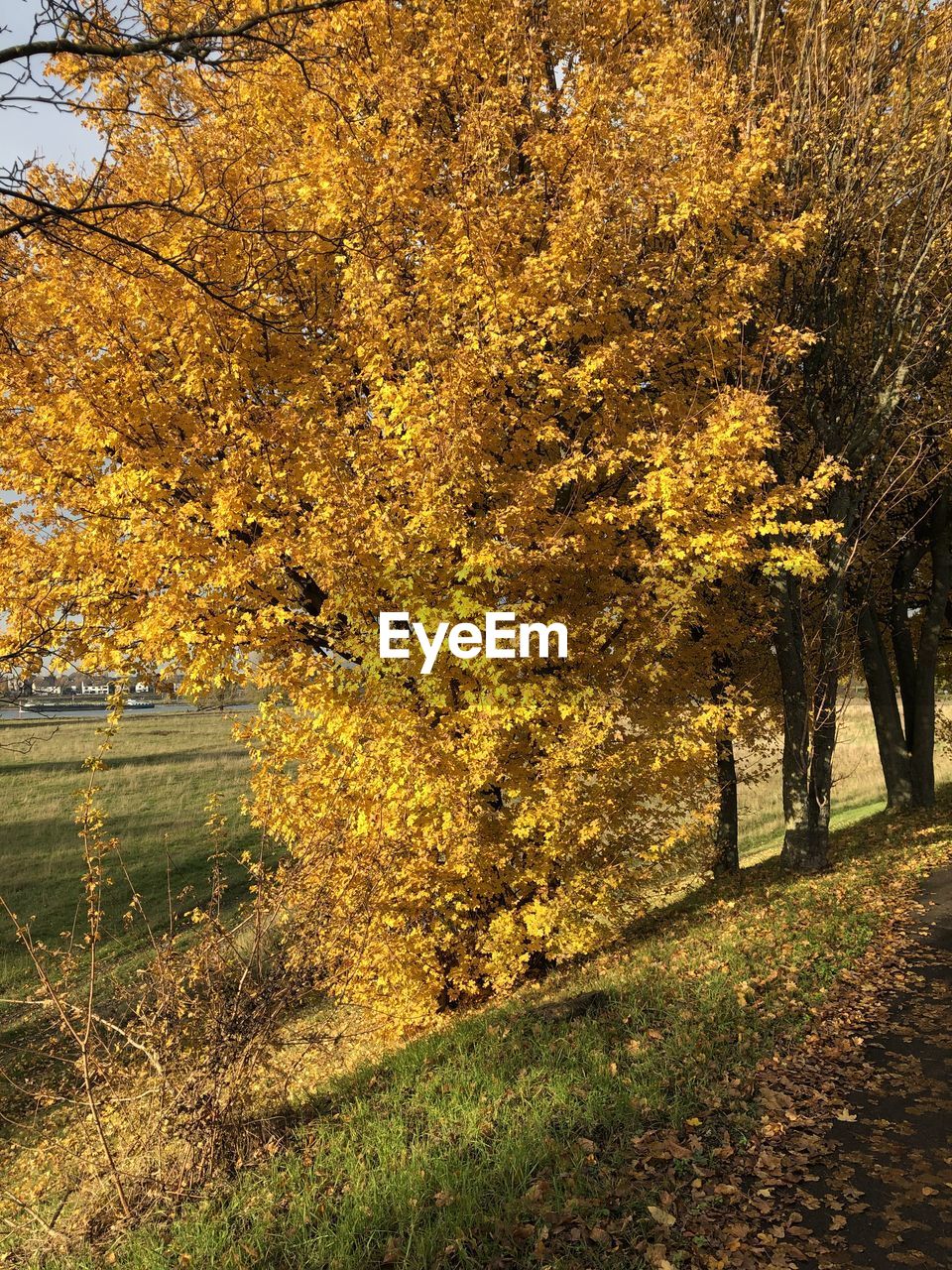 TREE ON FIELD DURING AUTUMN