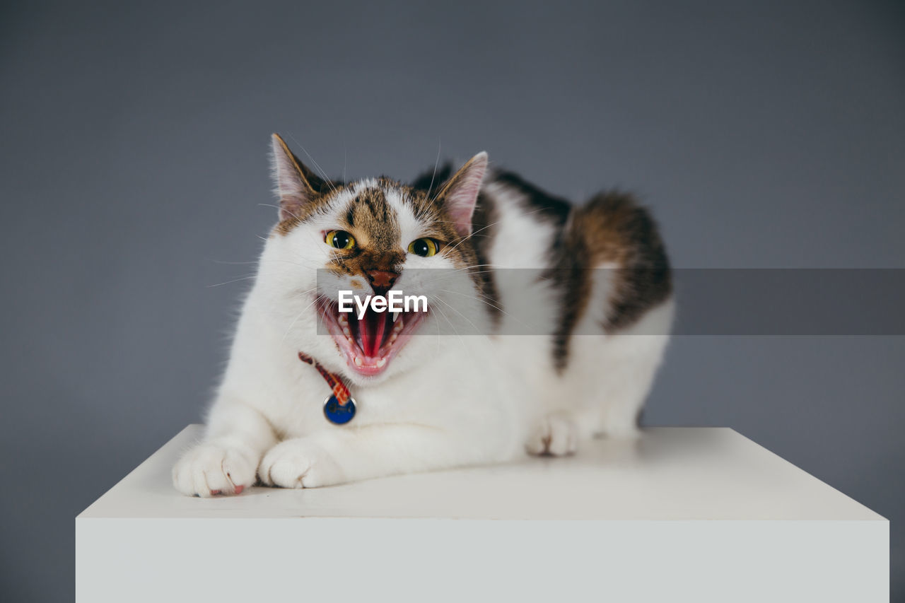 Close-up of cat on cube against gray background