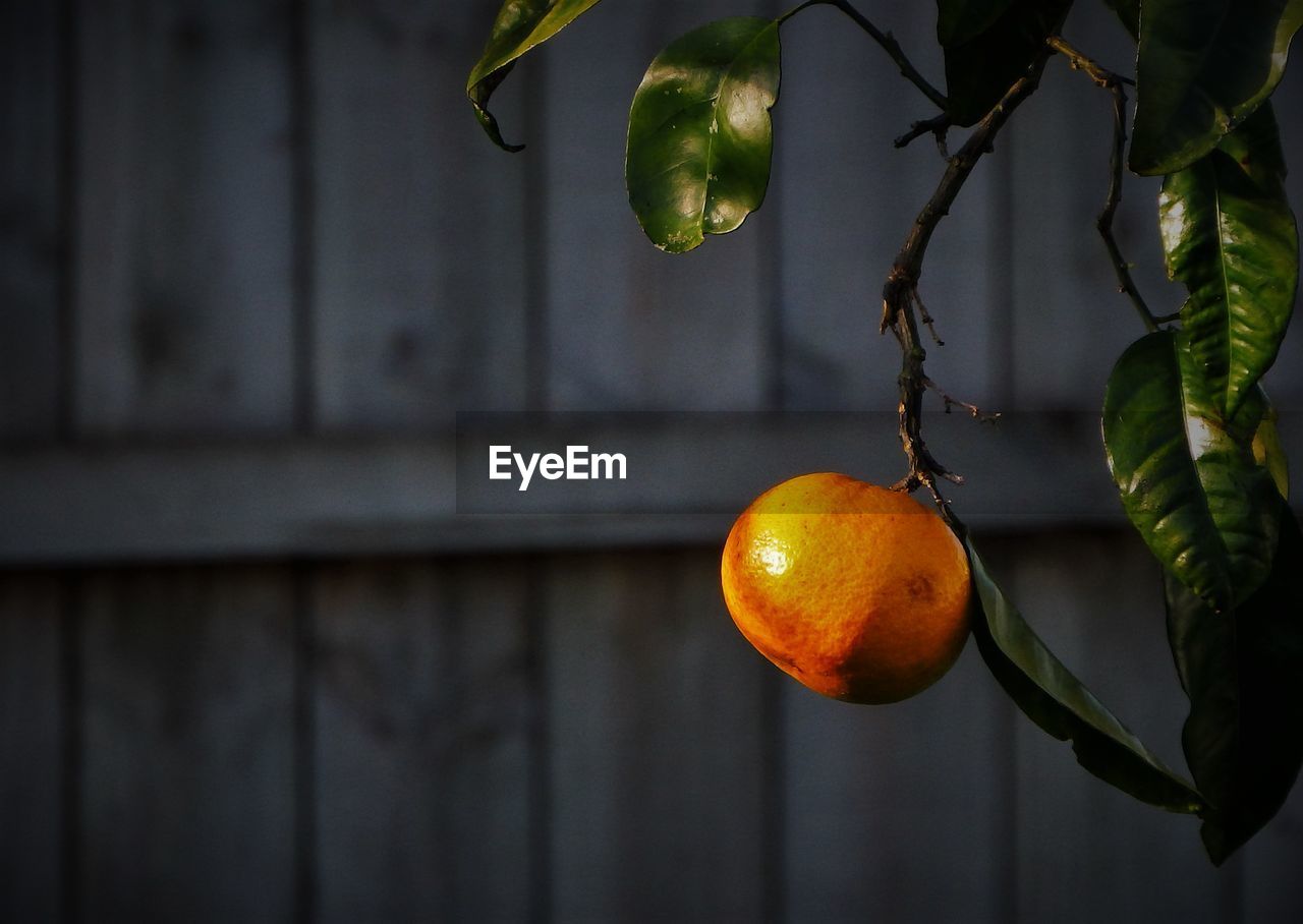 Close-up of grapefruit growing on twig against fence