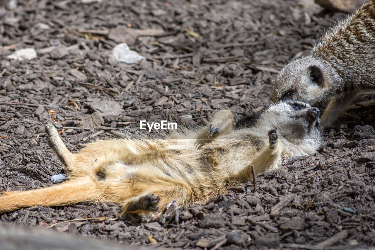 CLOSE-UP OF LION LYING