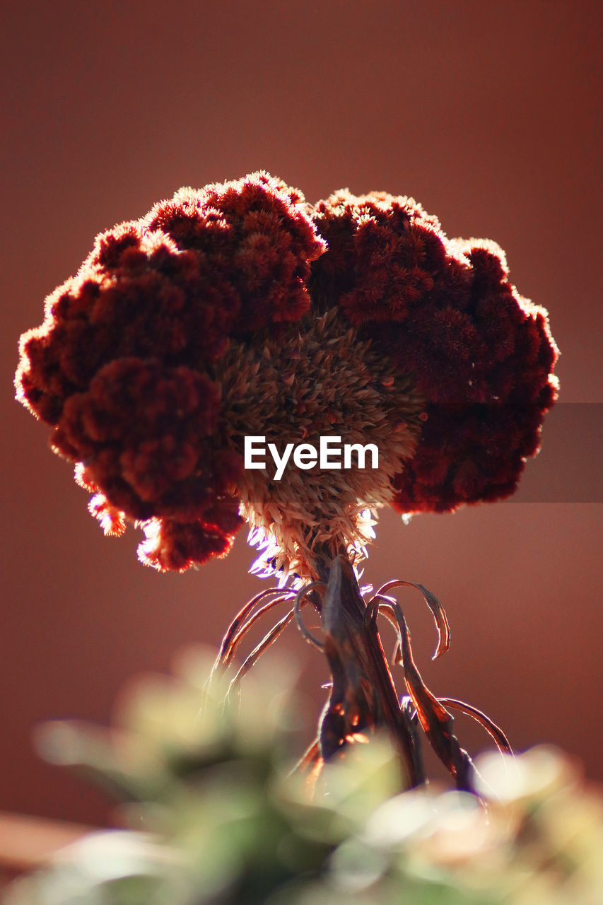 Close-up of wilted flower against blurred background