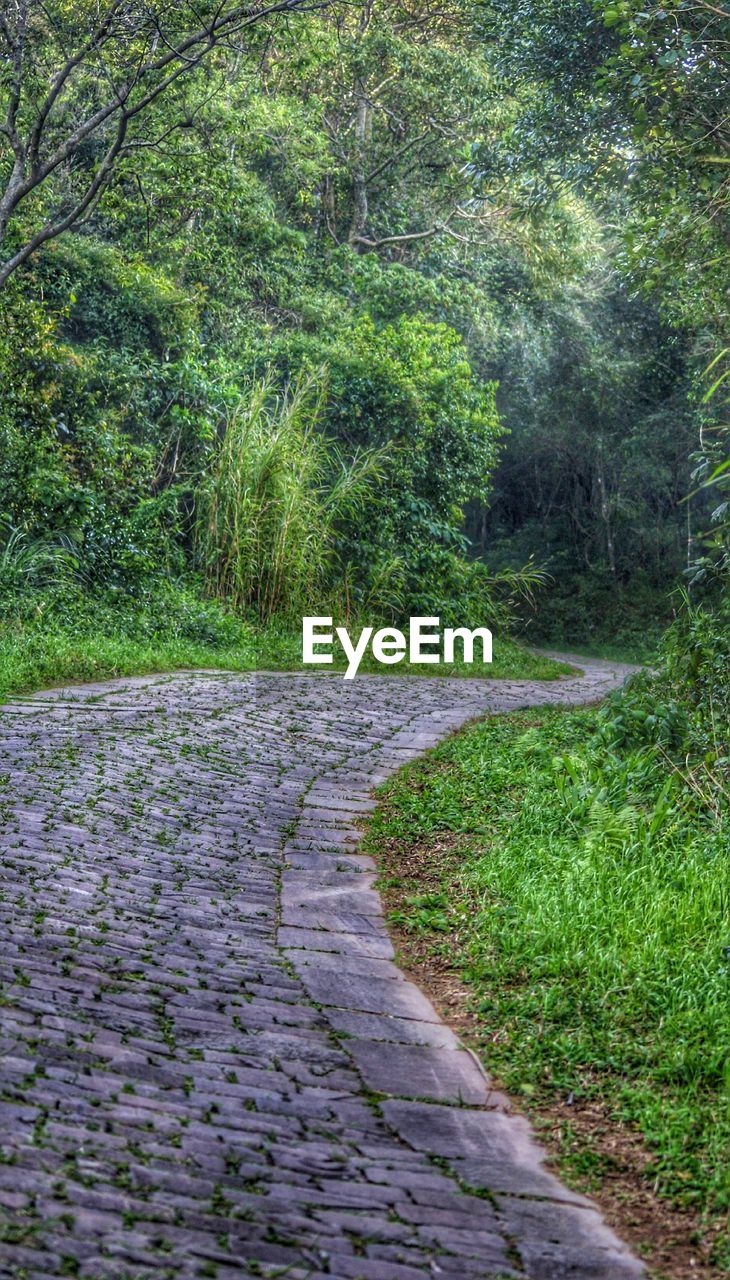 FOOTPATH LEADING TOWARDS TREES