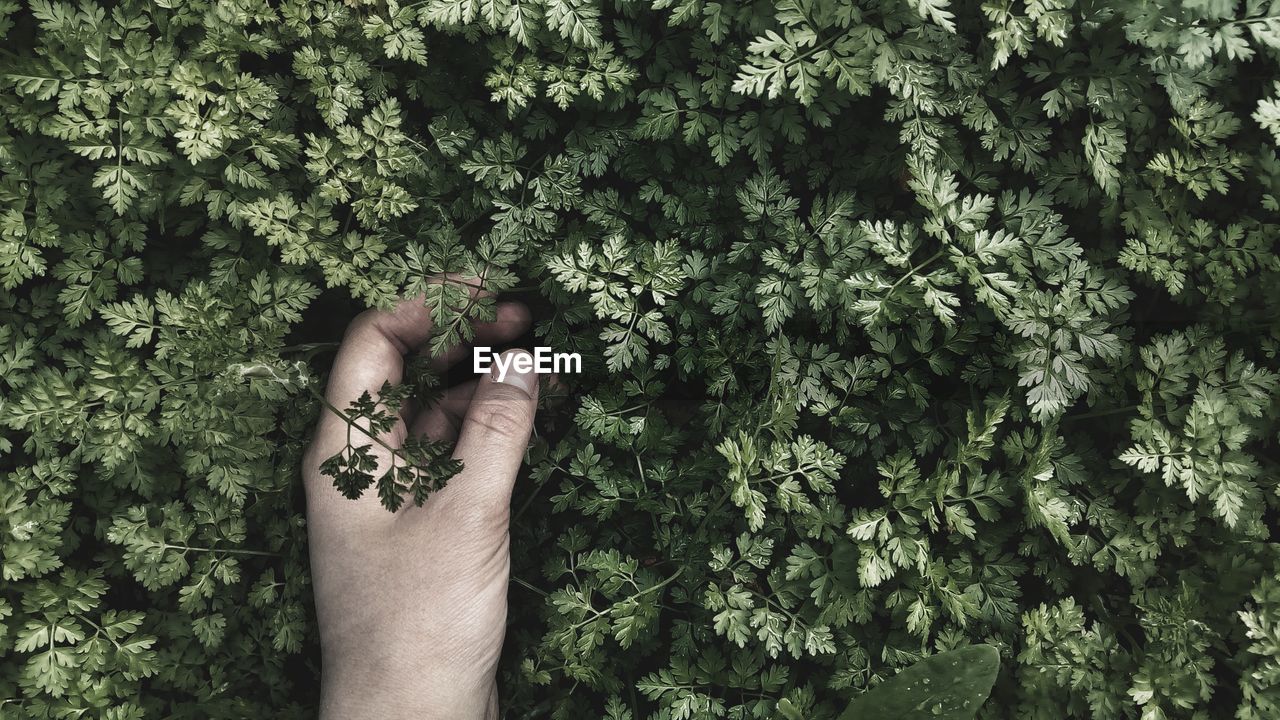 Cropped hands of person touching plant leaves