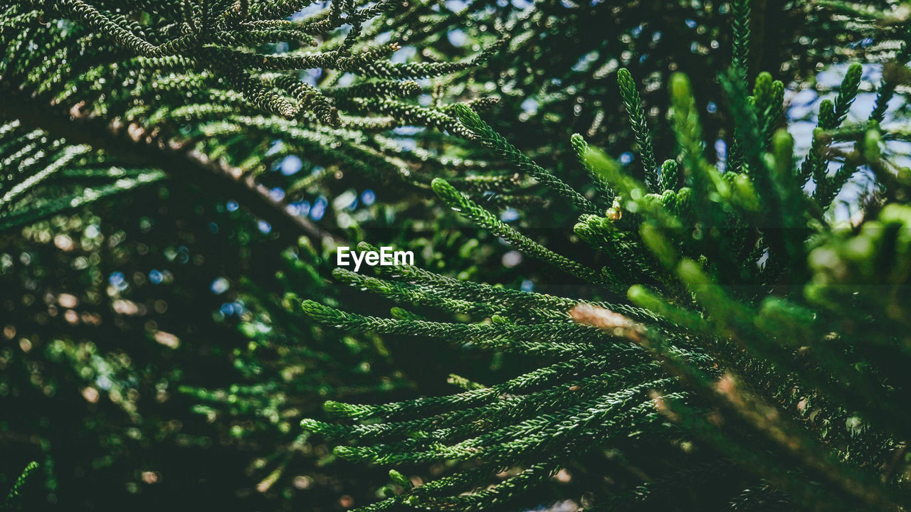 Close-up of raindrops on pine tree