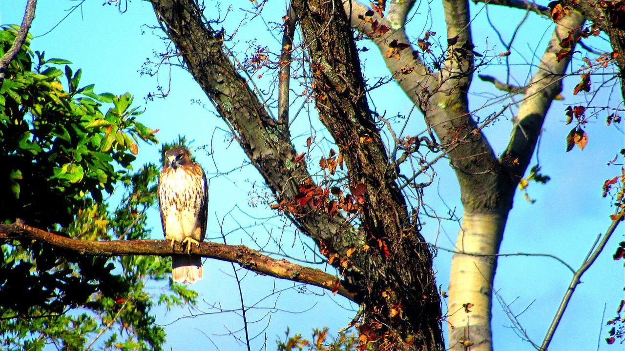 LOW ANGLE VIEW OF BIRD PERCHING ON A TREE