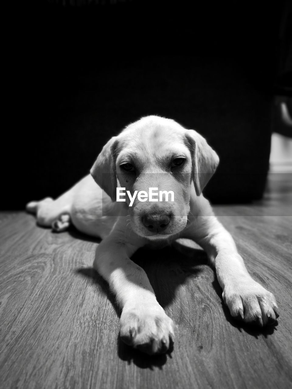 PORTRAIT OF DOG RELAXING ON HARDWOOD FLOOR
