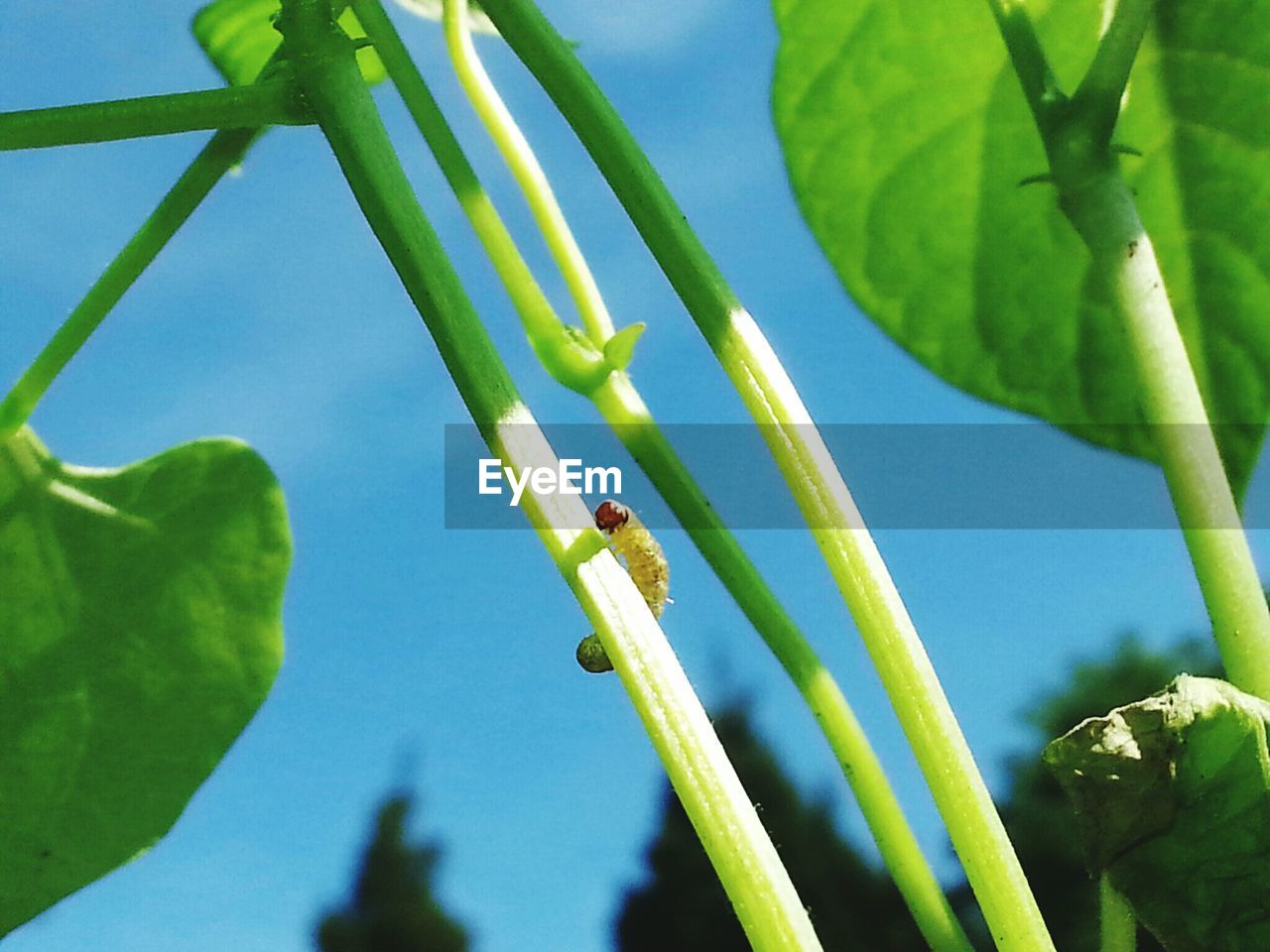 CLOSE-UP OF GRASSHOPPER ON PLANT