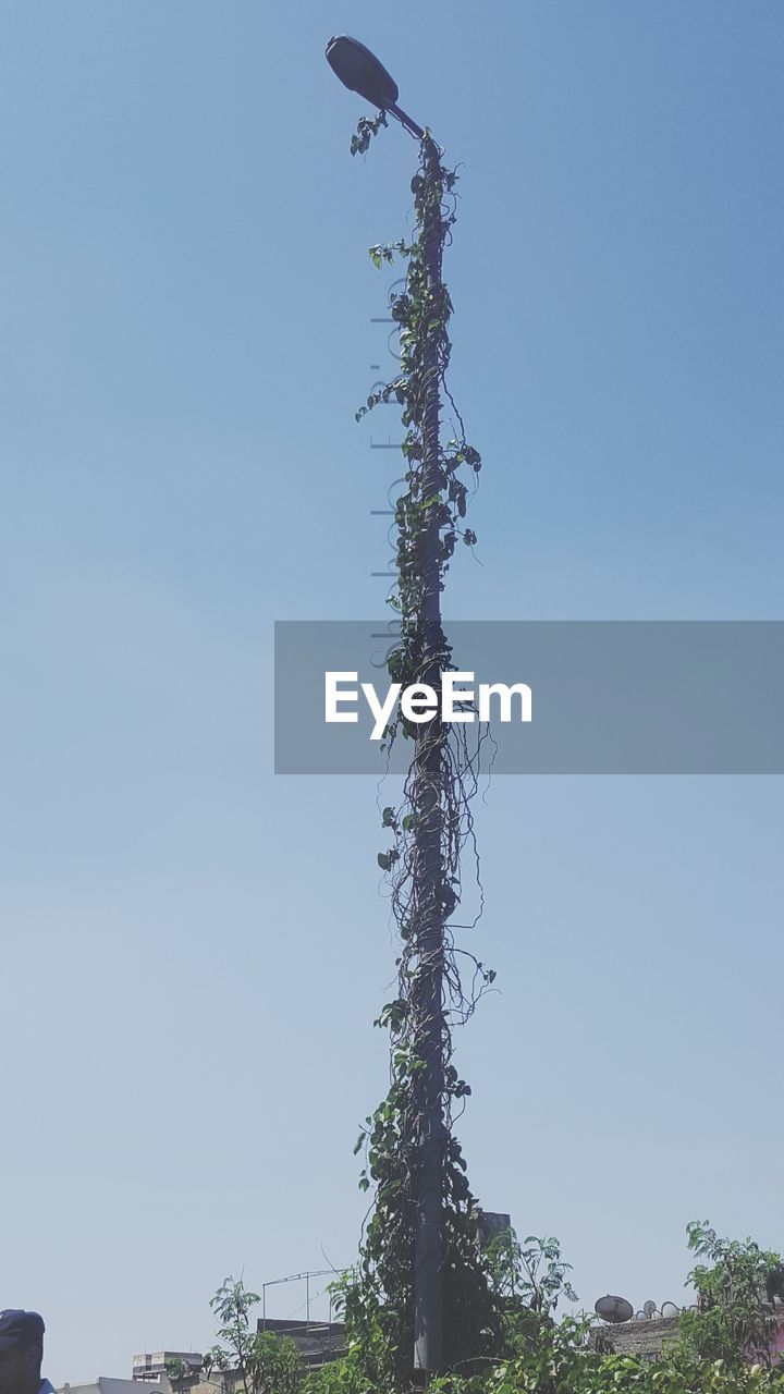 LOW ANGLE VIEW OF TREE AGAINST CLEAR SKY