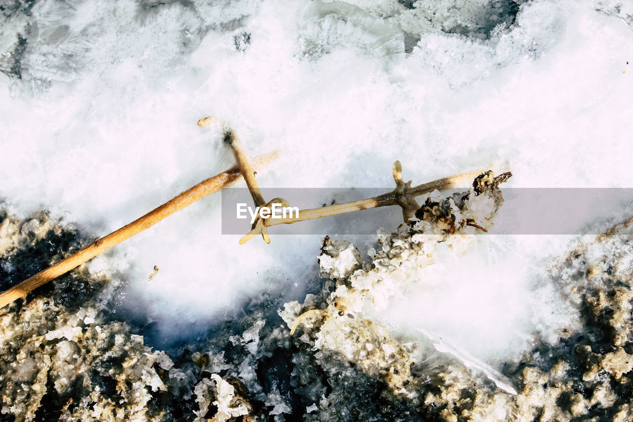 Close-up of branch in salt